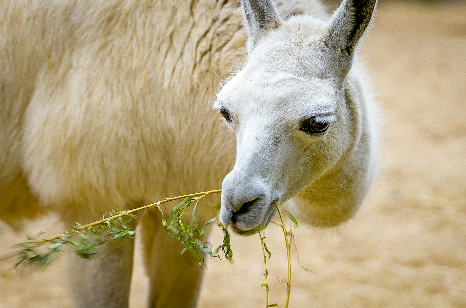 Llama eating grass